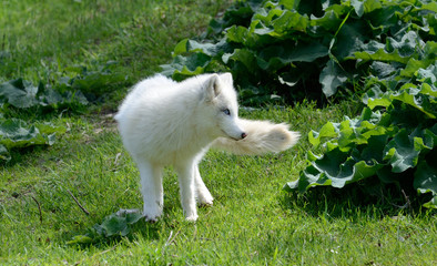 Arctic fox