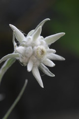 Obraz premium wild flower