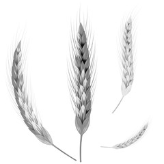 Picture of wheat ears