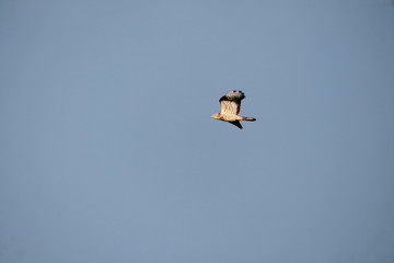 honey buzzard