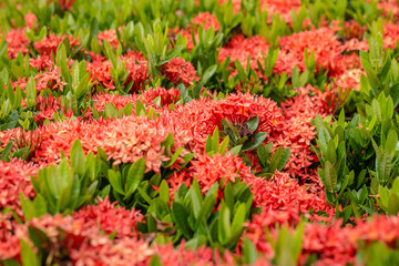 Flower spike The color red in the garden