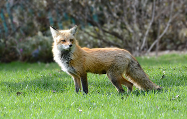 Red fox