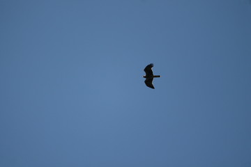 honey buzzard