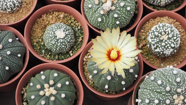 pretty beautiful yellow flower of Astrophytum cactus is blooming in small pot  in cactus farm
