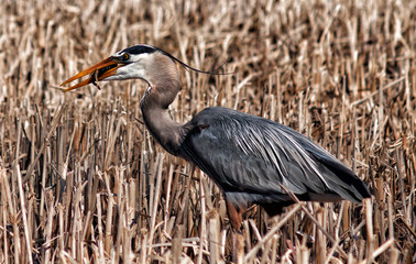 Heron fishing