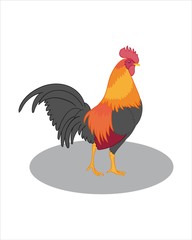 Adult orange grey Cock - vector drawing - isolate white background