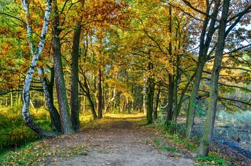 Fototapeta premium Beautiful autumn landscape. Path among colorful trees in the forest.
