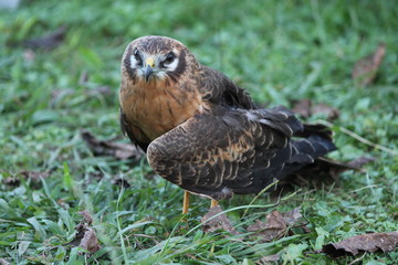 montagu's harrier