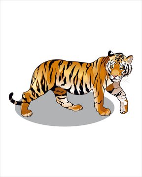 Luxurious Tiger-vector drawing
