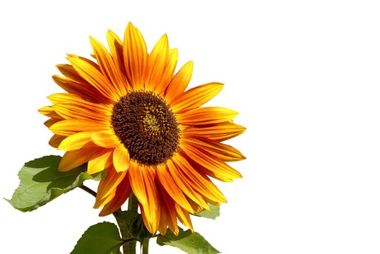 Closeup of a dual tone sunflower, isolated on white