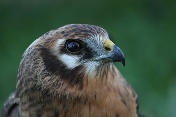 Fototapeta premium montagu's harrier