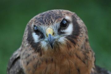 montagu's harrier