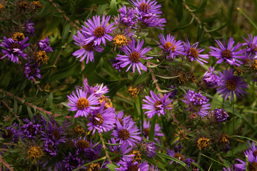 Obraz premium Autumn field flowers on a flower garden