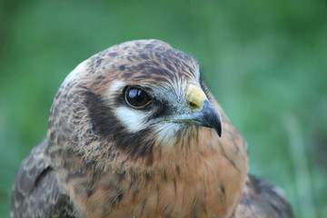 montagu's harrier