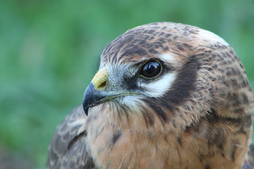 montagu's harrier