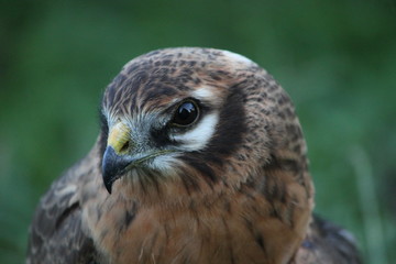 montagu's harrier