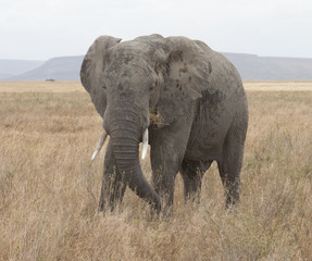Fototapeta na wymiar Elephant grazing on dry grass land