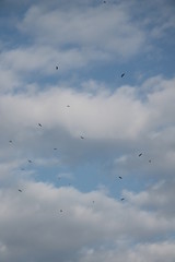 migrating honey buzzard