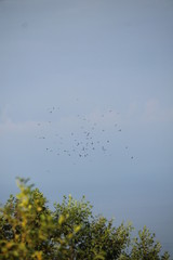migrating honey buzzard