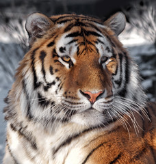 Fototapeta na wymiar Portrait of tiger