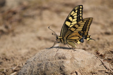 Fototapeta na wymiar swallowtail