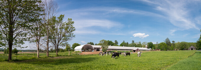 Fototapeta na wymiar Farm and Cows