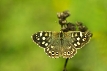 Waldbrettspiel (Pararge aegeria)