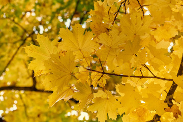 Yellow maple leaves in the fall on a blue sky background