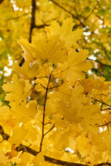 Yellow maple leaves in the fall on a blue sky background