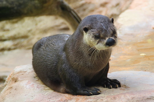 Loutre