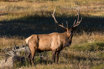 Naklejka na ściany i meble Male Bull Elk During the Autumn Rut in Colorado - Rocky Mountain National Park