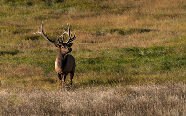 Male Bull Elk During the Autumn Rut in Colorado - Rocky Mountain National Park