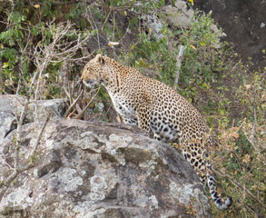 Fototapeta na wymiar Female leopard on a rock