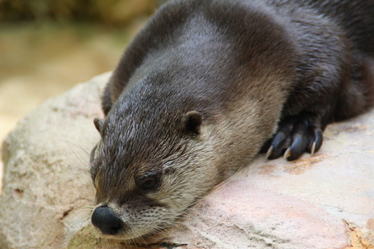 Loutre