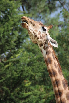 Girafe