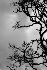 Dry branched of dead tree