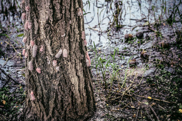 The egg shells on the bark of trees