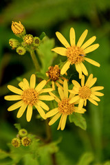 Jakobs-Kreuzkraut (Senecio jacobaea)