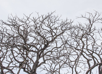 Dead twigs white background