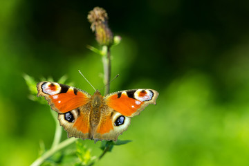Tagpfauenauge (Inachis io
