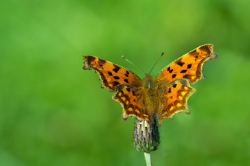 C-Falter (Polygonia c-album)