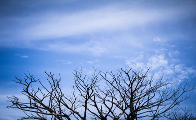 Dead branches under the blue sky