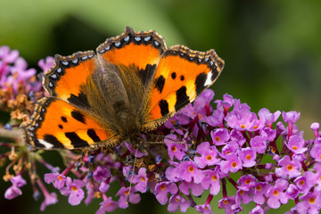 Fototapeta na wymiar Kleiner Fuchs (Aglais urticae)