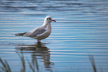 Seagull and reflection standing in still calm water