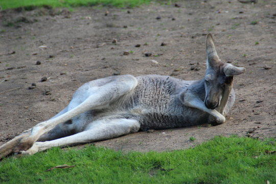 kangourou