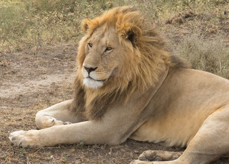 Young Lion the king