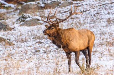 Male Bull Elk During the Autumn Rut in Colorado - Rocky Mountain National Park