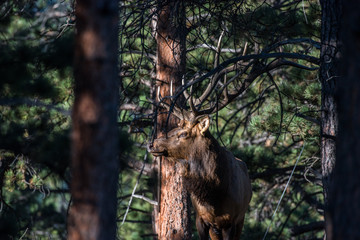 Male Bull Elk During the Autumn Rut in Colorado - Rocky Mountain National Park