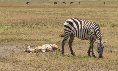 Zebra and her baby lying on the ground