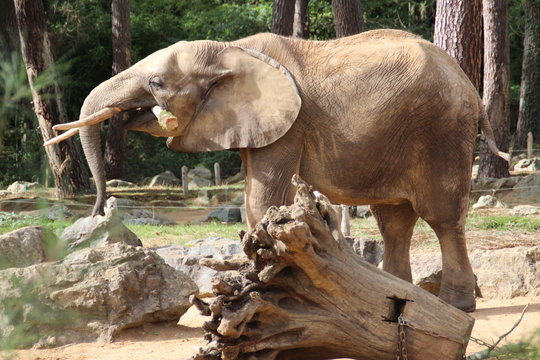 El&eacute;phant